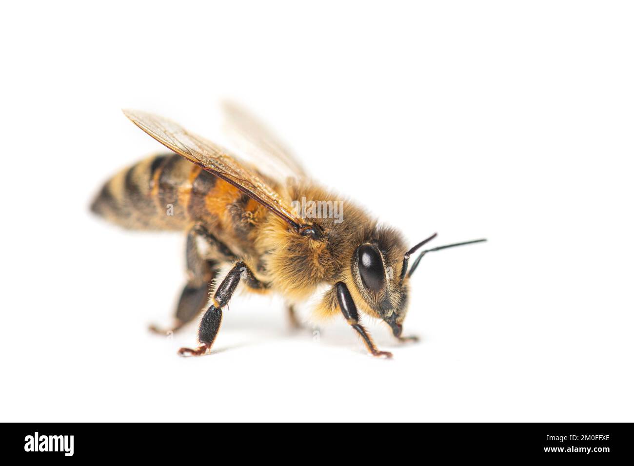 Vista laterale di un'ape levigante, apis mellifera, isolata su bianco Foto Stock