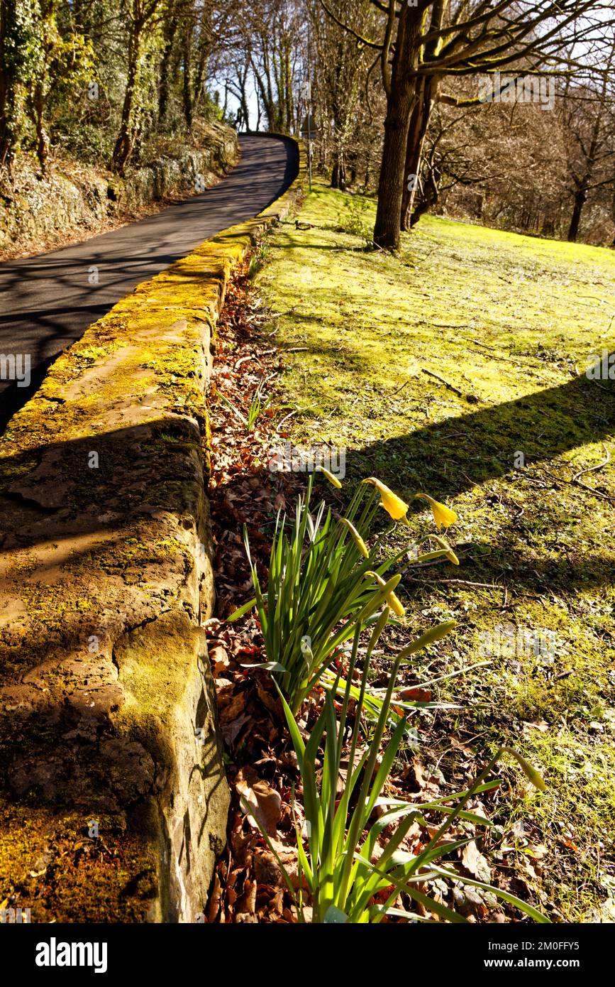 Strada che interseca il parco di Moss Valley con le narcisi in primo piano, Wrexham, Galles del Nord, Regno Unito Foto Stock