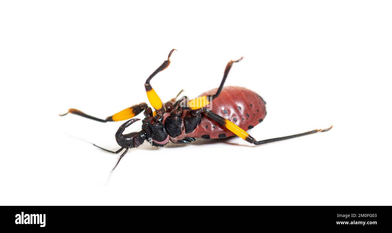 Secondo instar ninfa di due spot assassin bug steso sulla sua schiena, isolato su bianco Foto Stock