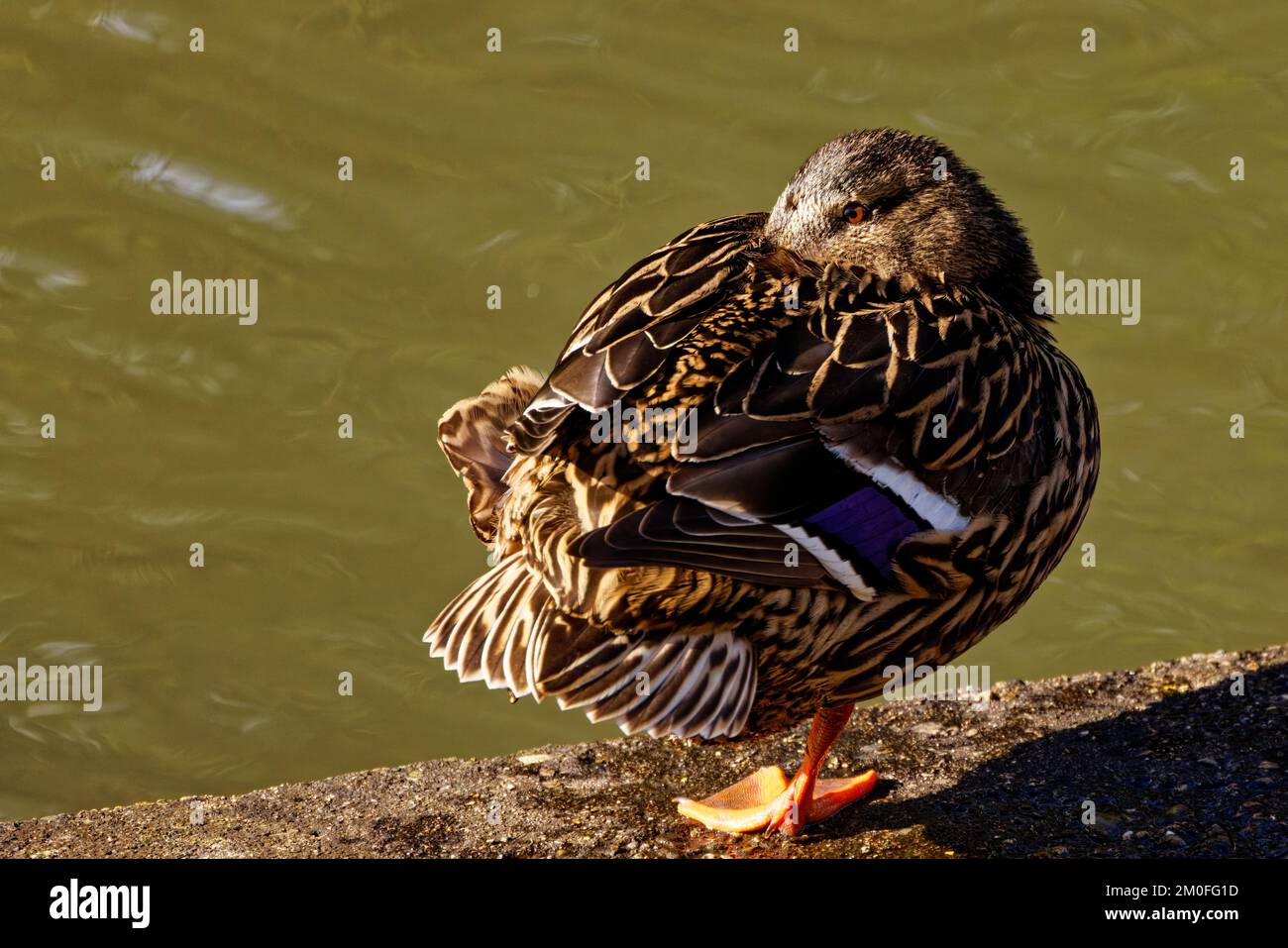 Femmina d'anatra Mallard che dorme mentre sta in piedi su una gamba Foto Stock