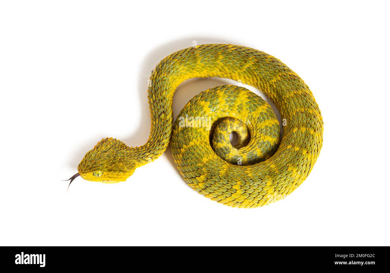 Vipera foglia con la lingua fuori, Atheris squamigera, isolato su bianco Foto Stock