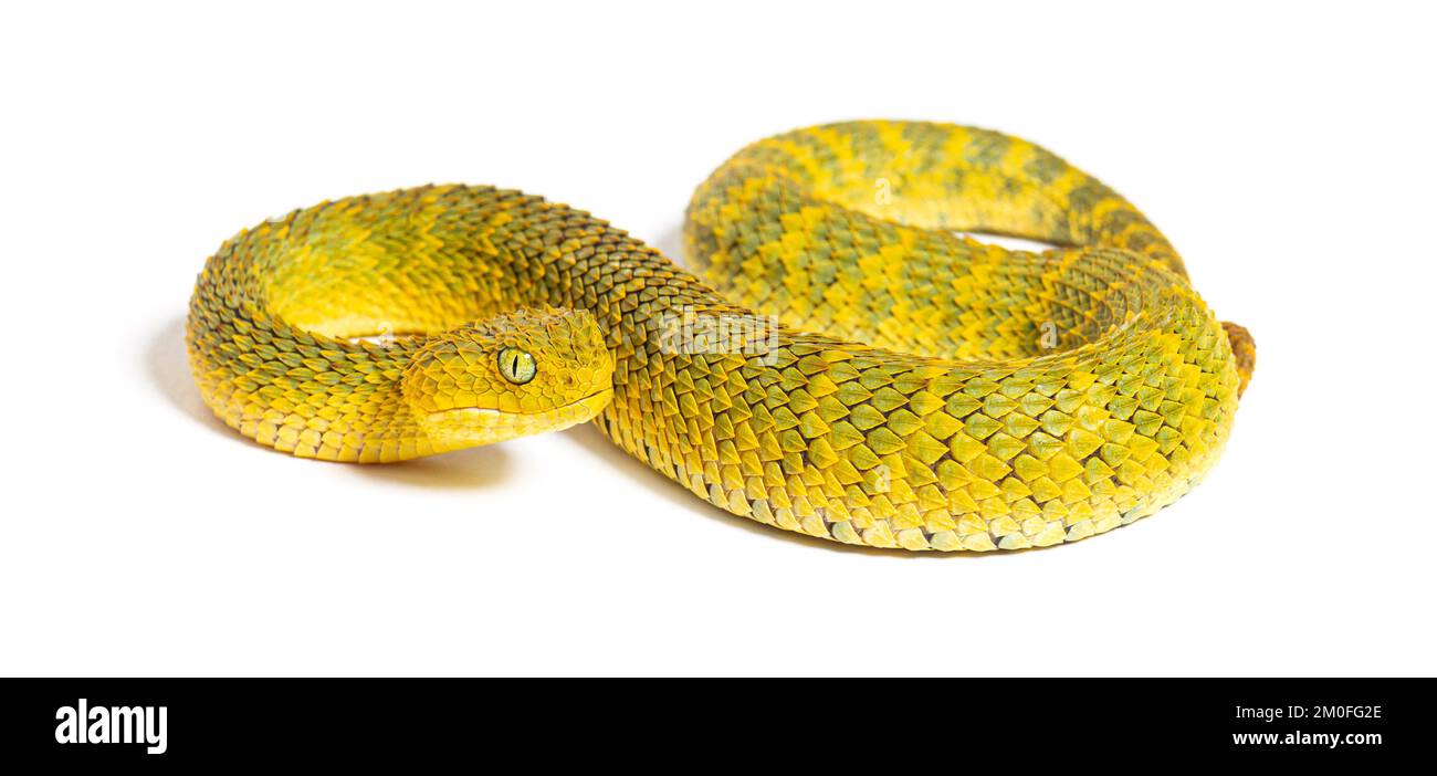 Vipera a foglia, Atheris squamigera, isolata su bianco Foto Stock