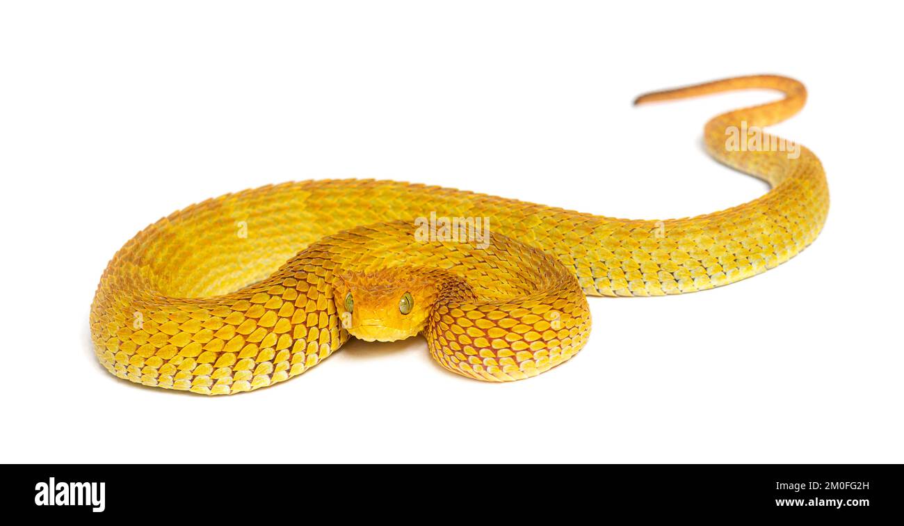 Vipera a foglia, Atheris squamigera, isolata su bianco Foto Stock