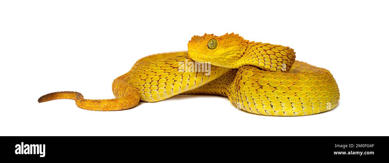 Vipera a foglia, Atheris squamigera, isolata su bianco Foto Stock