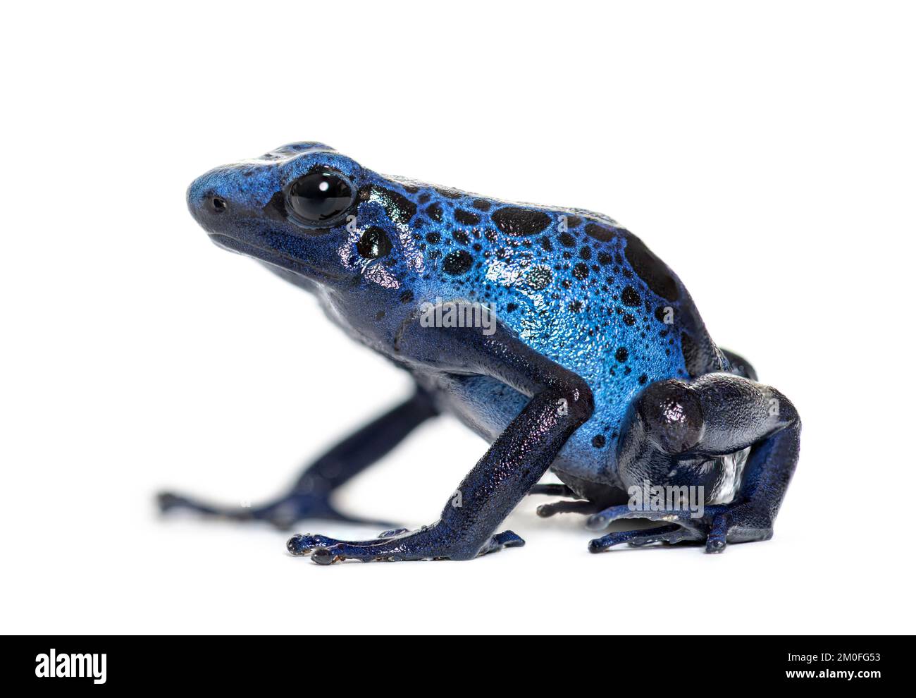 Rana di cervo blu, Dendrobates tinctorius 'azureus', isolato su bianco Foto Stock