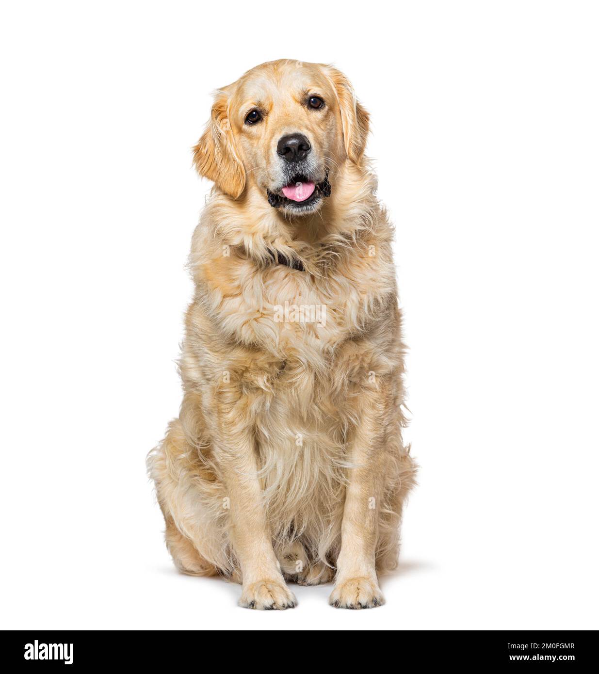 Old Golden Retriever isolato su bianco Foto Stock