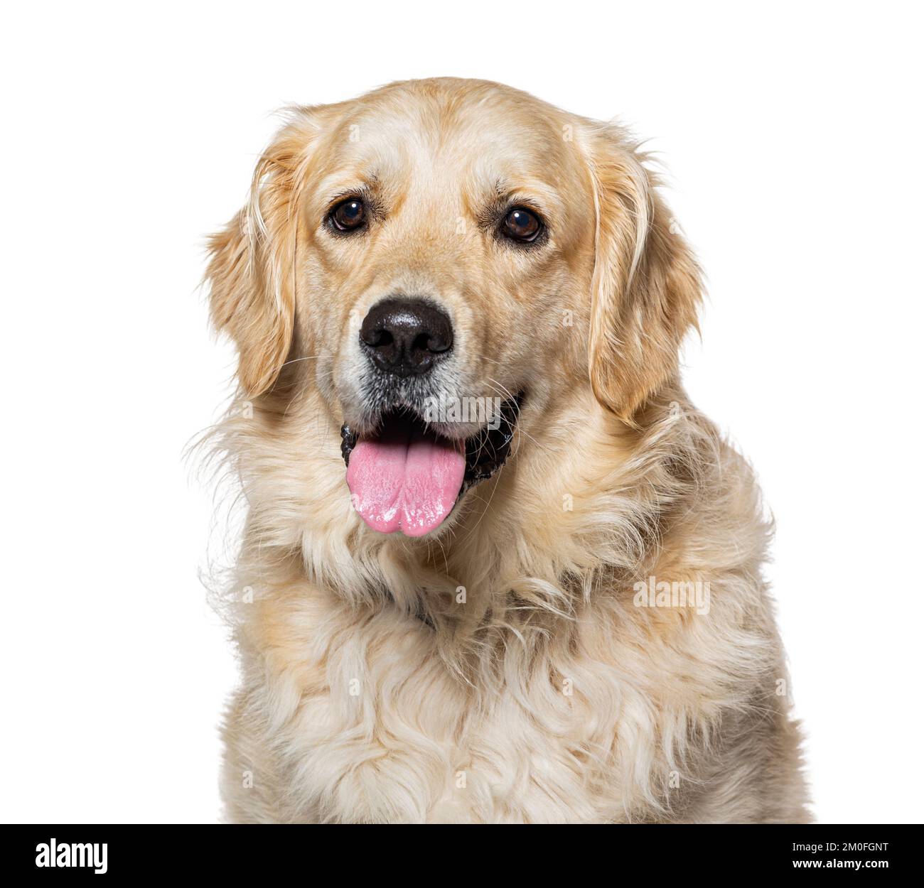 Old Golden Retriever isolato su bianco Foto Stock