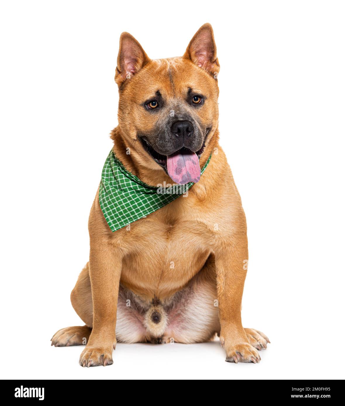 Ansimando cane di razza mista tra un chow-chow e Bully americano, indossando una sciarpa verde, isolato su bianco Foto Stock