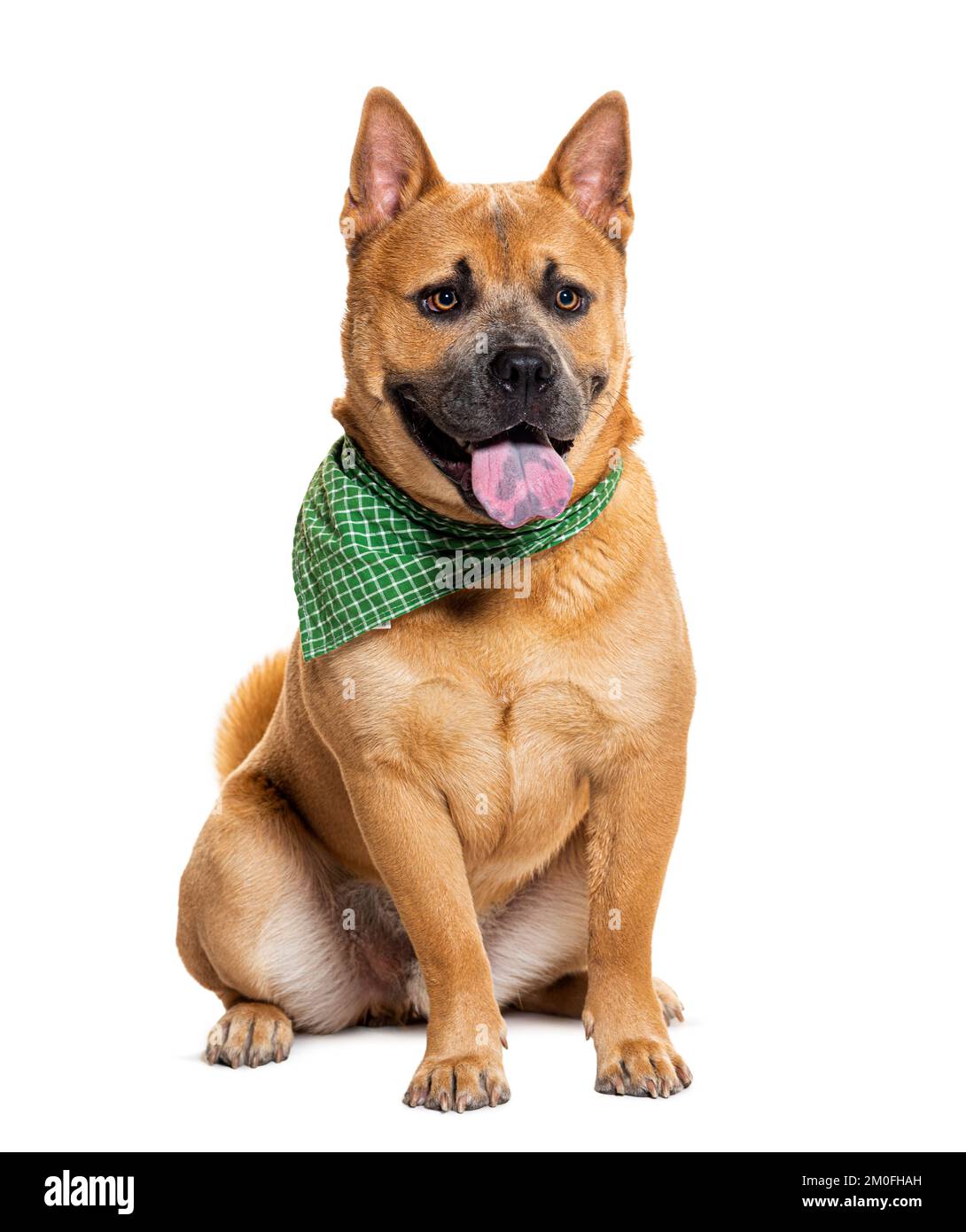 Ansimando cane di razza mista tra un chow-chow e Bully americano, indossando una sciarpa verde, isolato su bianco Foto Stock