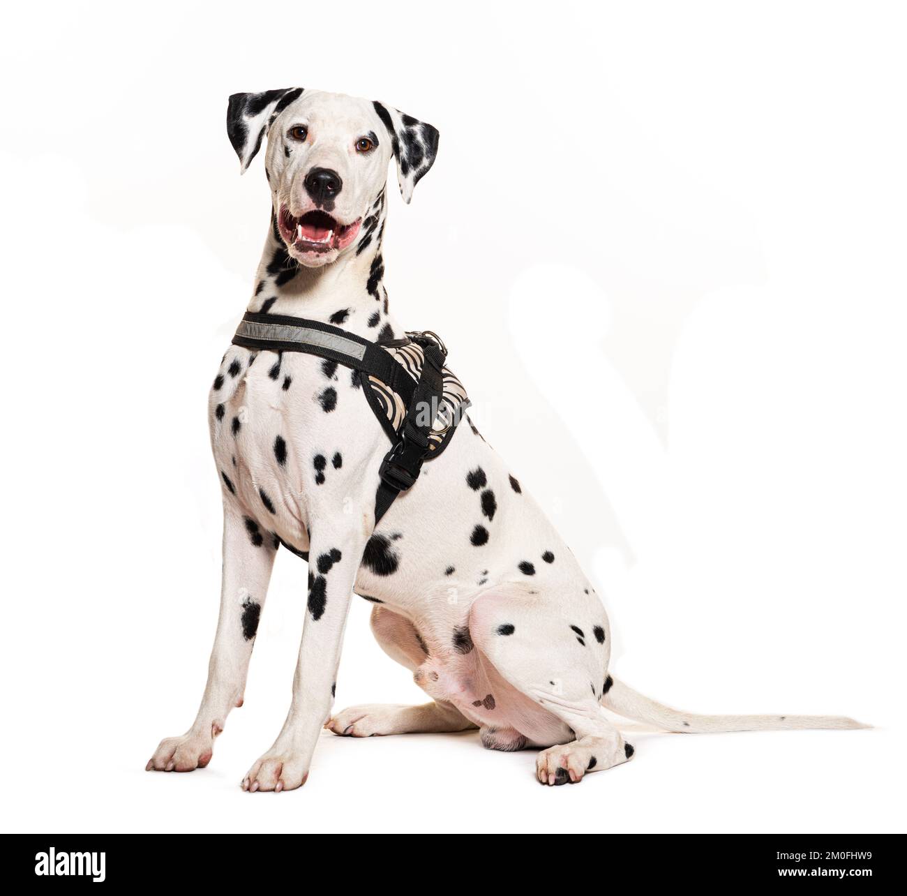 Cane dalmata con imbracatura, isolato su bianco Foto Stock