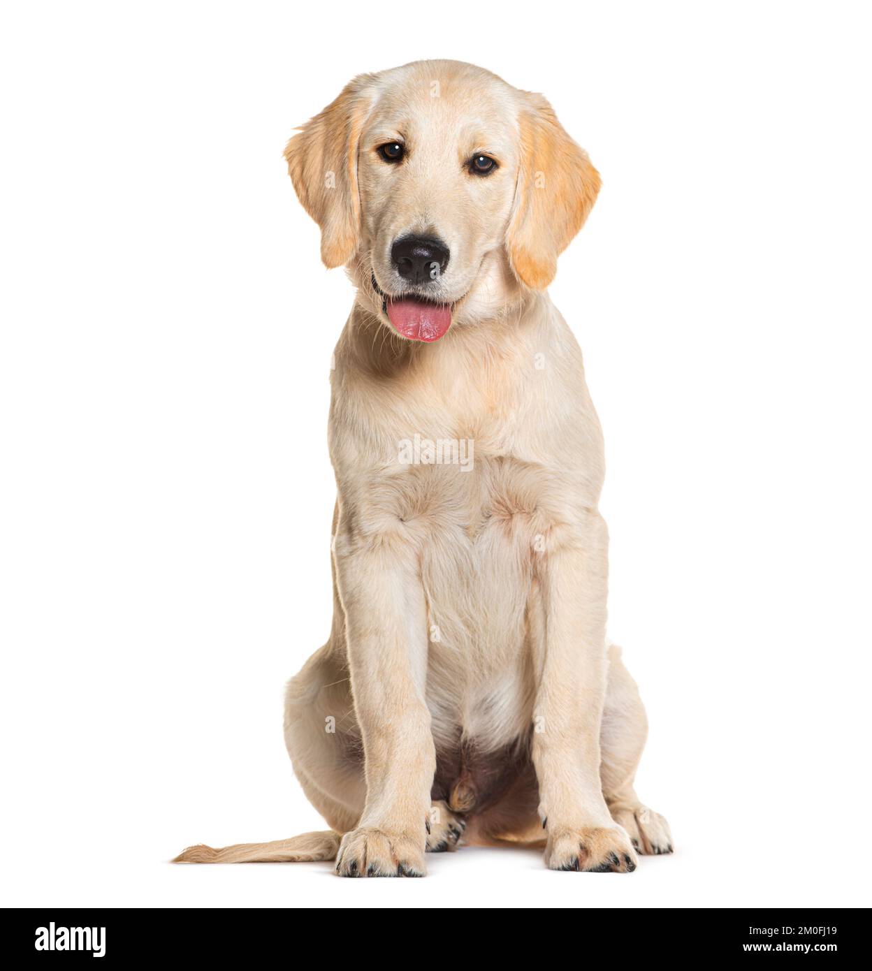 Cucciolo, di quattro mesi, Golden Retriever seduto e ansante, isolato su bianco Foto Stock