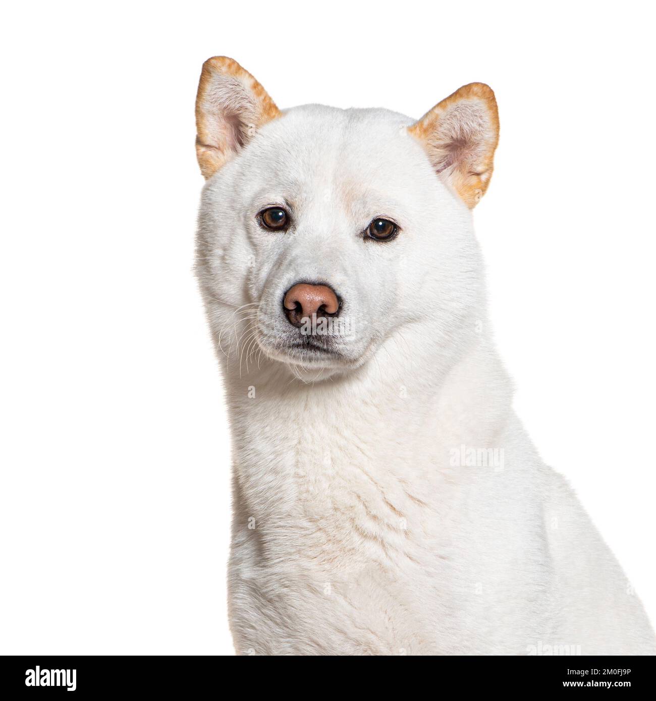 Shiba inu bianco, isolato su bianco Foto Stock