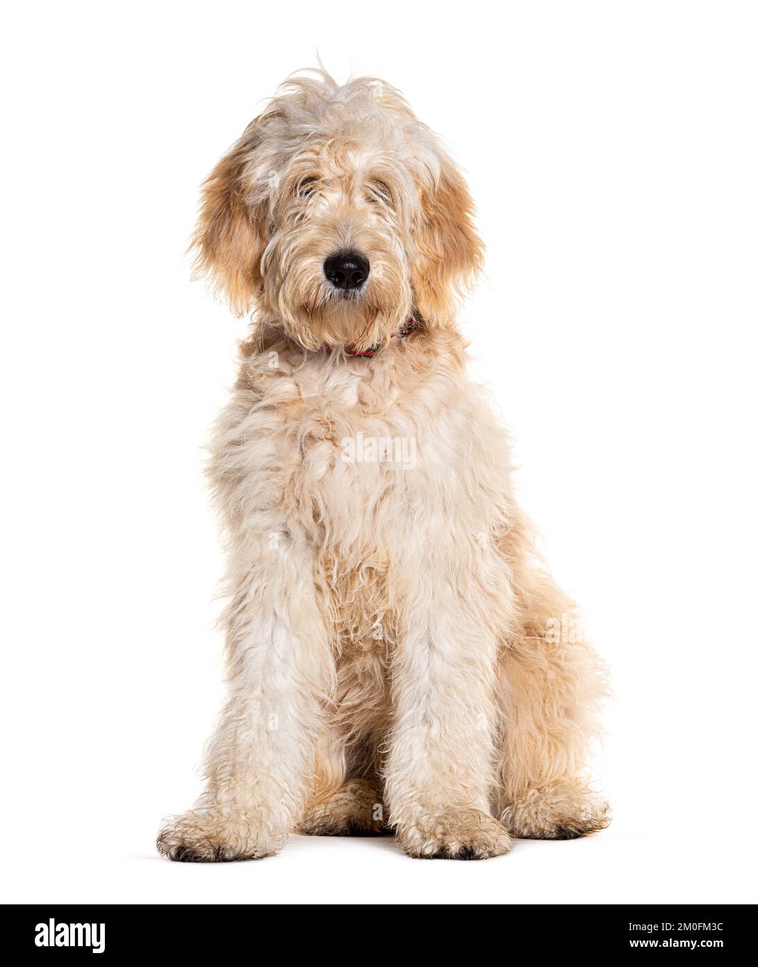 Cane Doodle, razza mista tra un Retriever dorato e un poodle, isolato su bianco Foto Stock