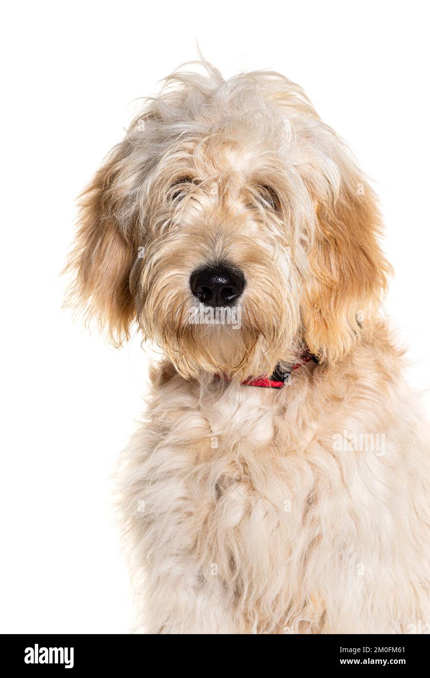 Cane Doodle, razza mista tra un Retriever dorato e un poodle, isolato su bianco Foto Stock