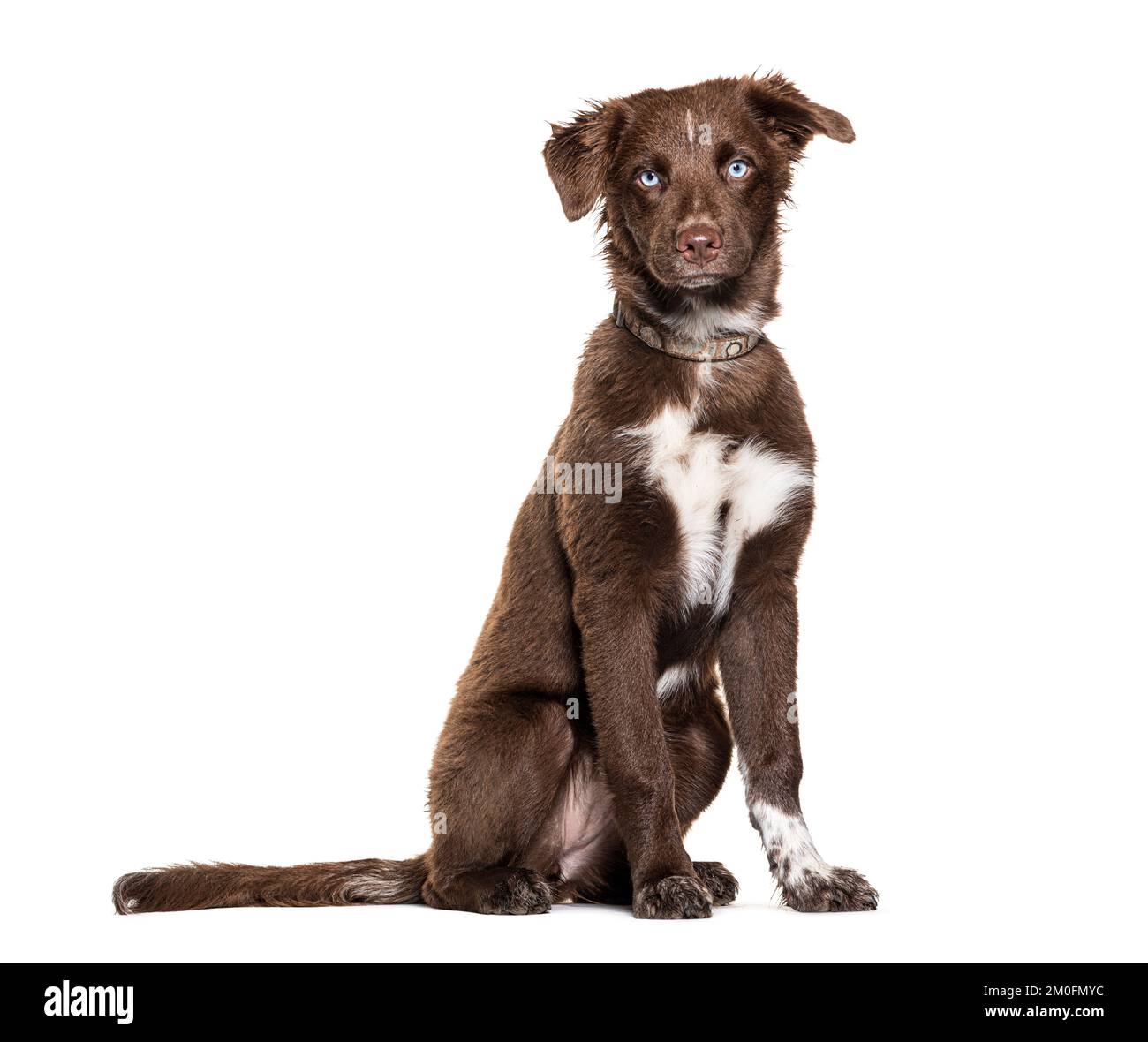 Cucciolo marrone pastore australiano occhio blu con colletto, isolato su bianco Foto Stock