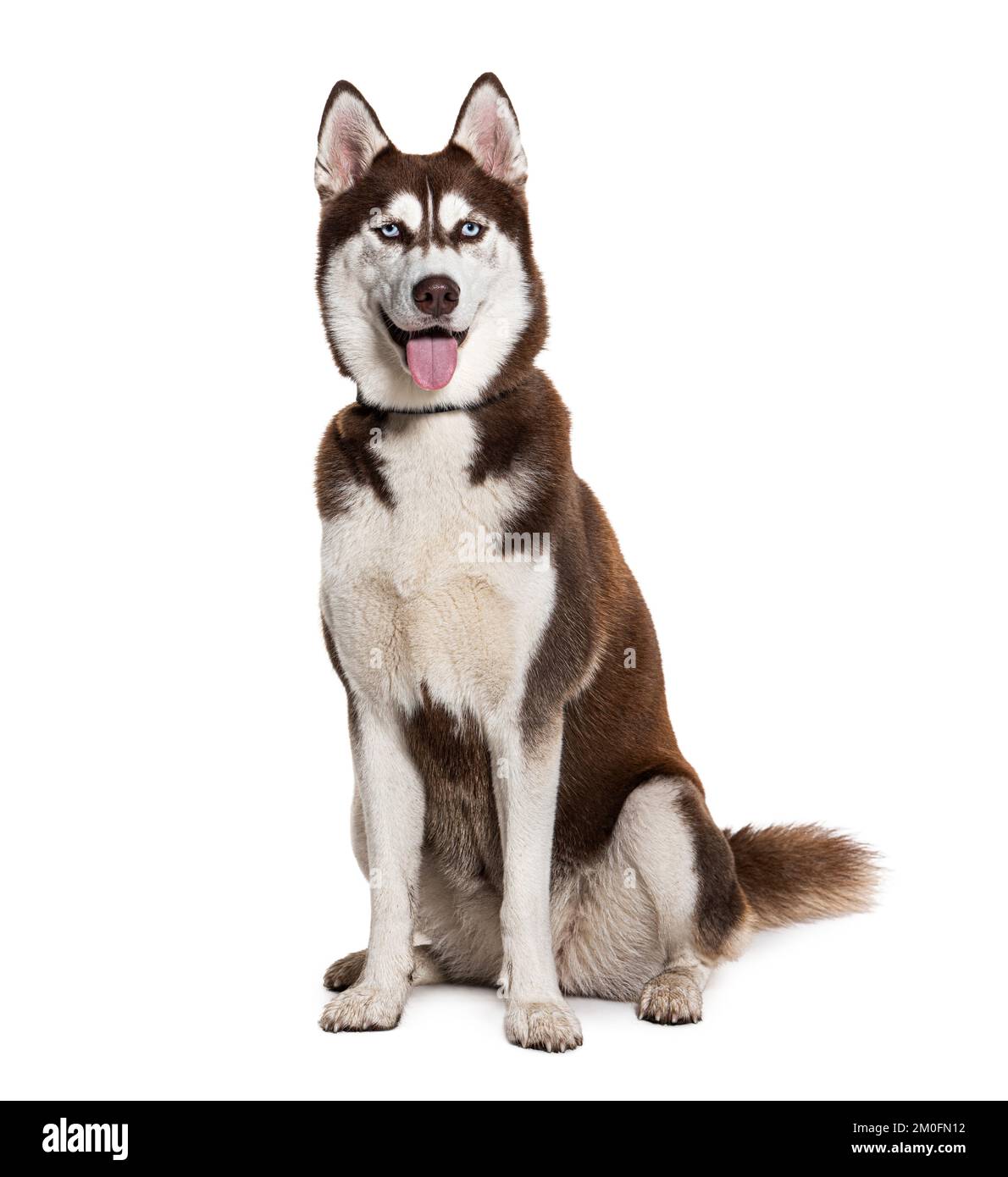Husky siberiano marrone e bianco con colletto, isolato su bianco Foto Stock