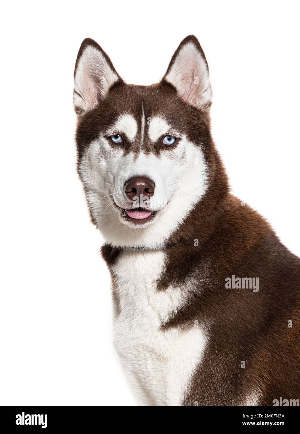 Husky siberiano marrone e bianco con colletto, isolato su bianco Foto Stock