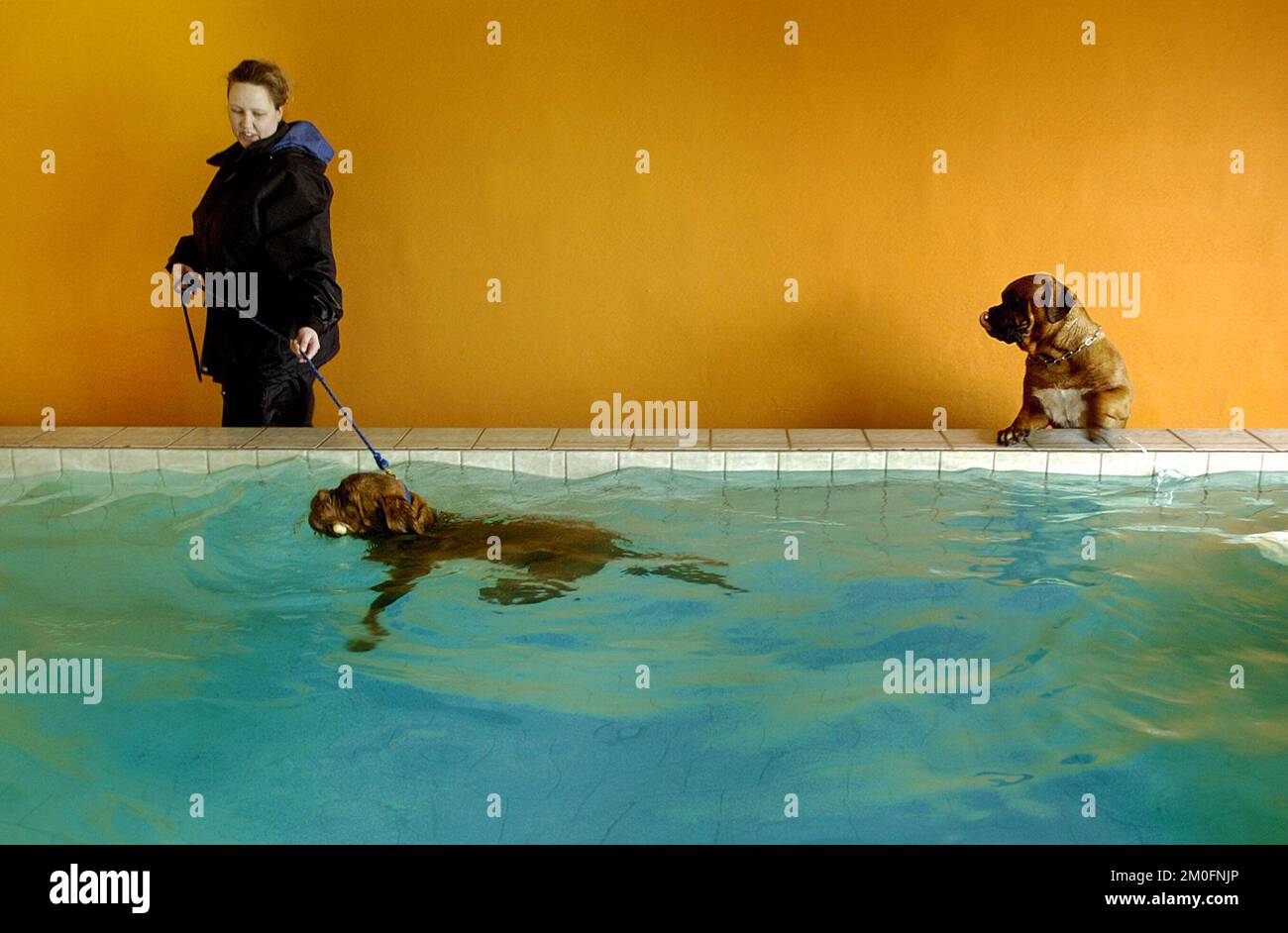 PA PHOTOS / POLFOTO - solo USO: Benvenuto a 'AA Hundecenter', potete chiamarlo 'Hilton hotel for dogs'. Qui i cani hanno pavimenti riscaldati, piscina riscaldata, camerieri, un delizioso menu e attività emozionanti. La foto mostra: Due cani che si divertono in piscina. Foto Stock
