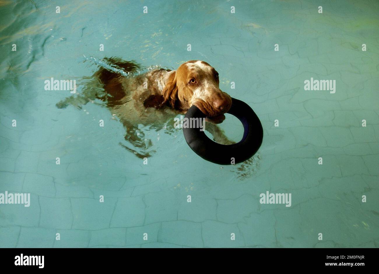 Benvenuti all'AA Hundecenter, potete chiamarlo "Hilton hotel per cani". Qui i cani dispongono di pavimenti riscaldati, piscina riscaldata, camerieri, un delizioso menu e attività eccitanti. L'immagine mostra: Uno dei cani che gioca in piscina. Foto Stock