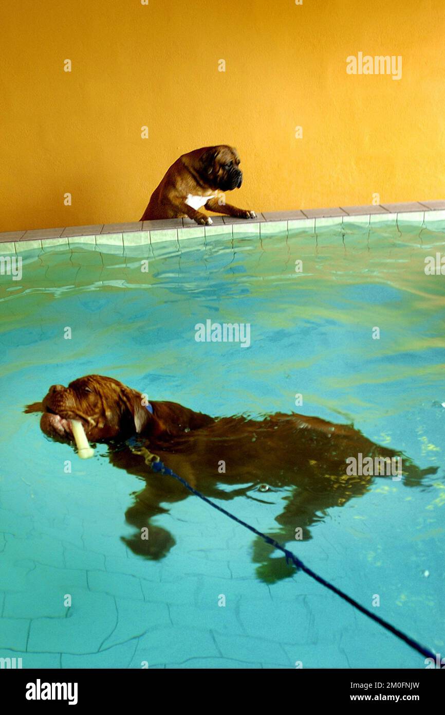 PA PHOTOS / POLFOTO - solo USO: Benvenuto a 'AA Hundecenter', potete chiamarlo 'Hilton hotel for dogs'. Qui i cani hanno pavimenti riscaldati, piscina riscaldata, camerieri, un delizioso menu e attività emozionanti. La foto mostra: Due cani che si divertono in piscina. Foto Stock