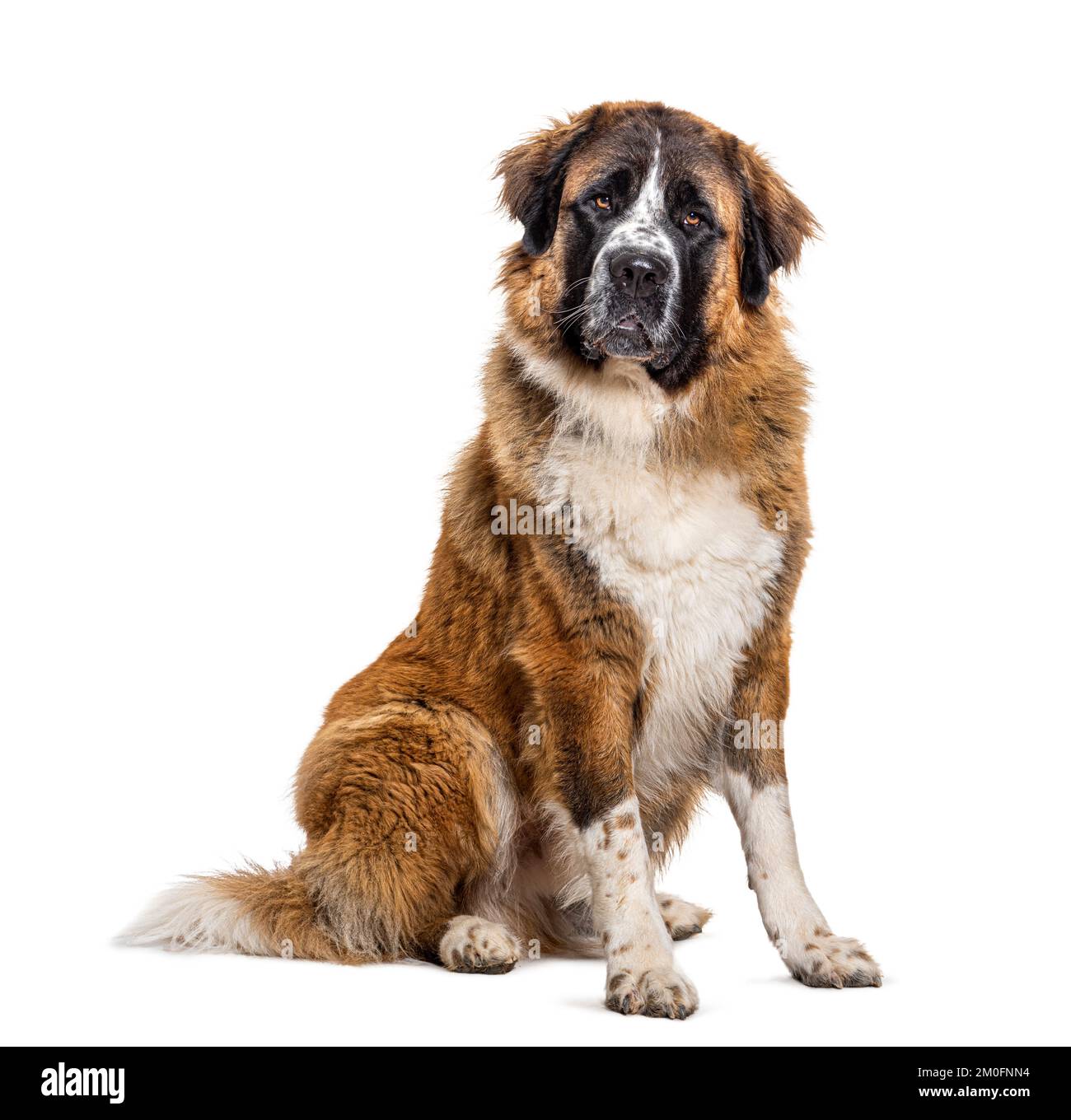 San Bernardo cane seduto, isolato su bianco Foto Stock