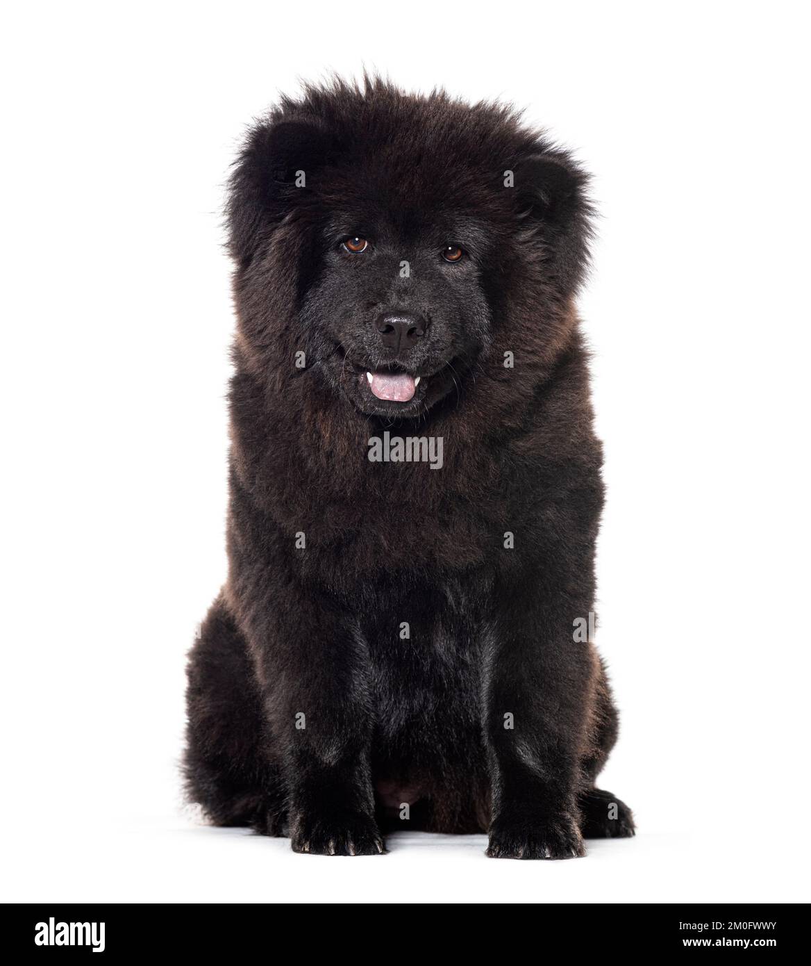 Cucciolo cane Chow-chow nero di sei mesi rivolto verso la telecamera, isolato su bianco Foto Stock