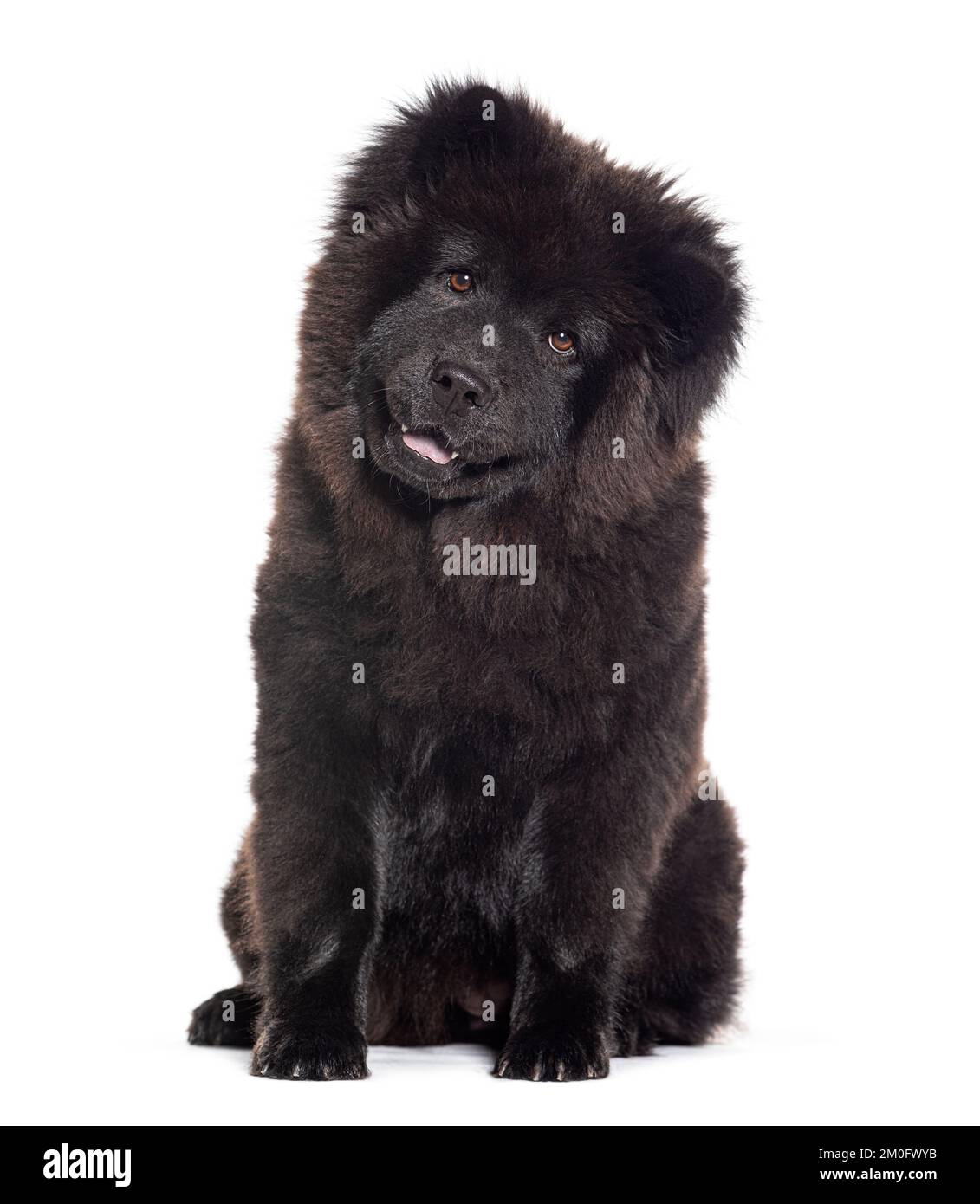 Cucciolo cane Chow-chow nero di sei mesi rivolto verso la telecamera, isolato su bianco Foto Stock