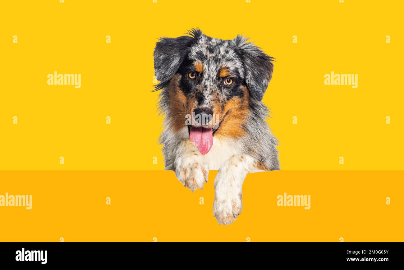 Australian Shepherd dog ansimando la bocca con zampe penzolanti su un pannello bianco, guardando la telecamera, su sfondo giallo Foto Stock