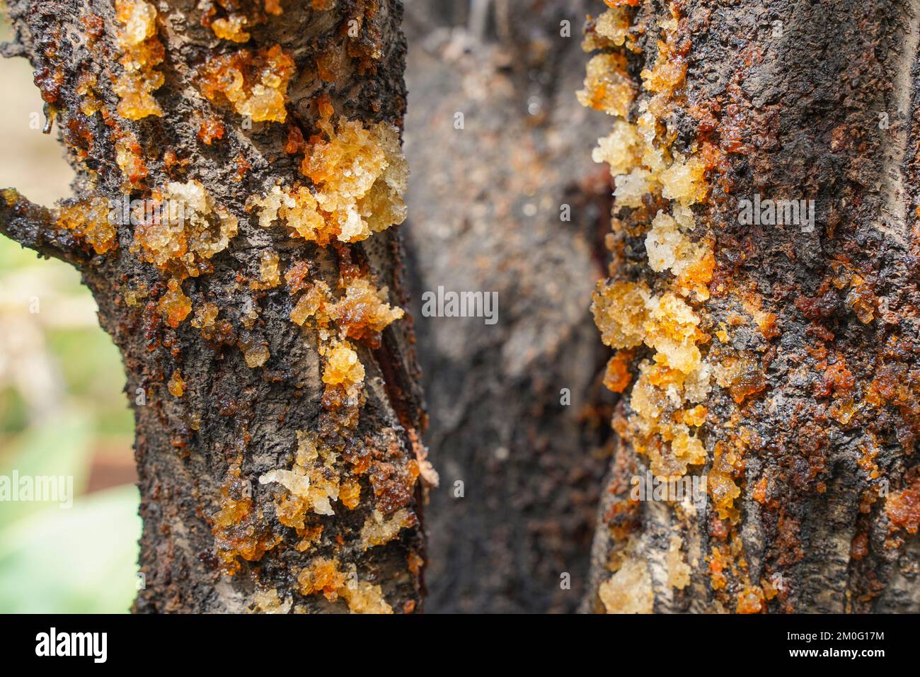 Almond albero trasudando linfa da corteccia a causa di malattie fungine, Spagna. Foto Stock