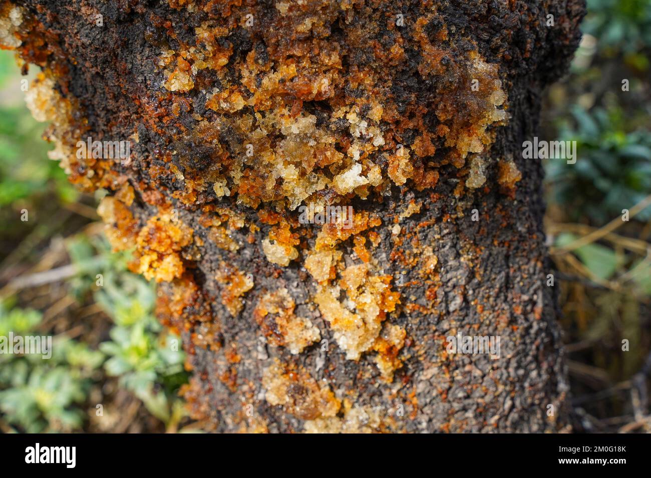 Almond albero trasudando linfa da corteccia a causa di malattie fungine, Spagna. Foto Stock