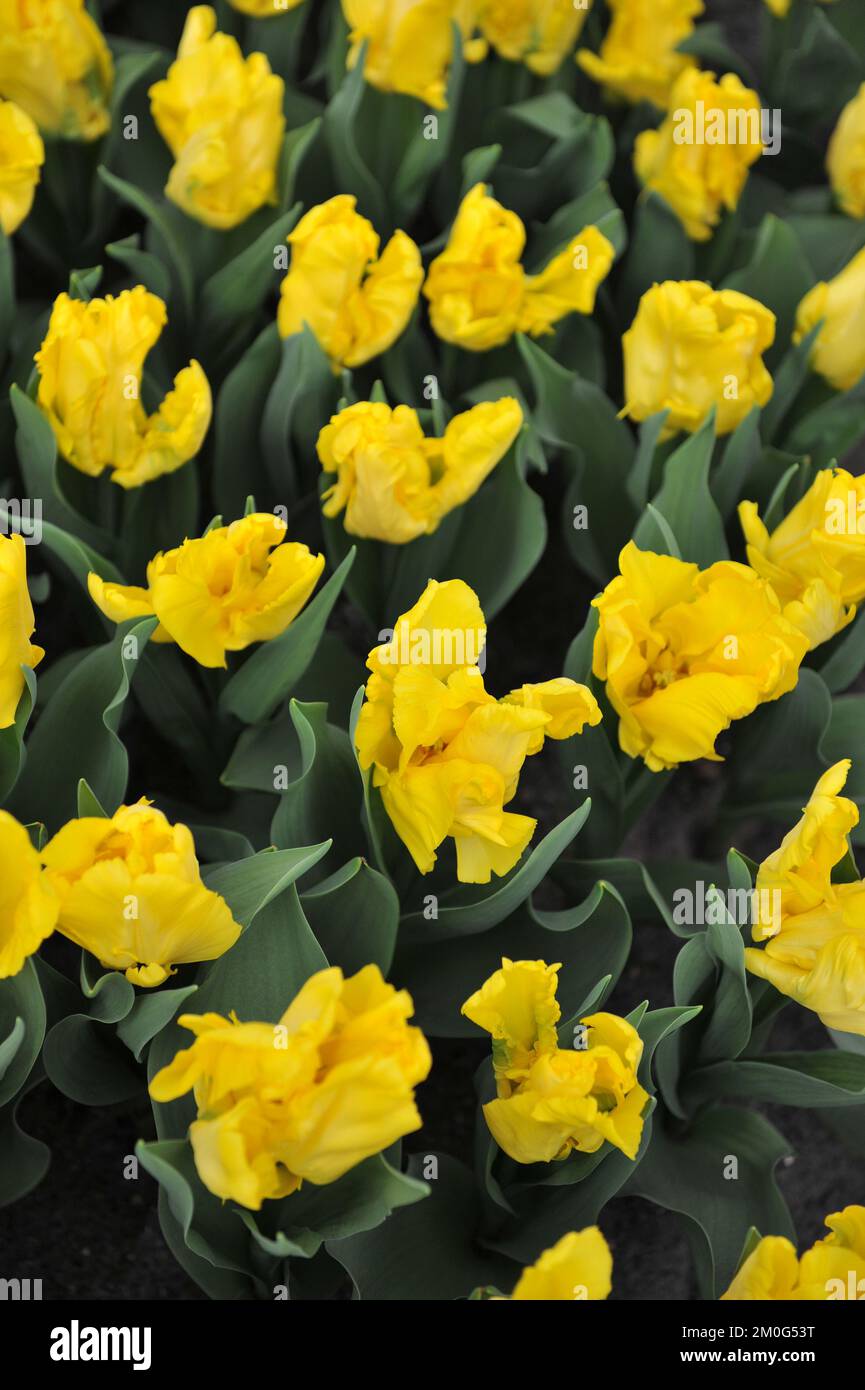 Tulipani gialli del pappagallo (Tulipa) Sole giallo fiorisce in un giardino nel mese di marzo Foto Stock