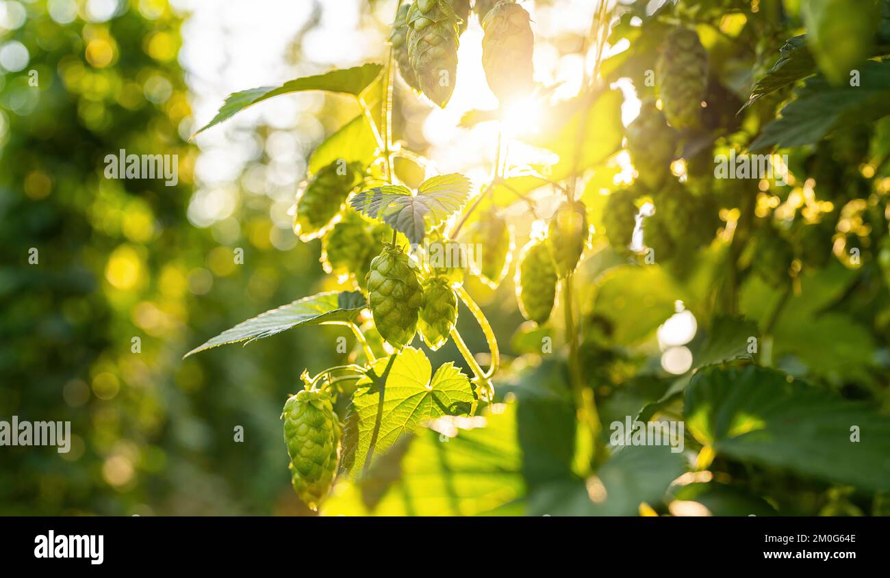 Coni verdi di luppolo fresco per la preparazione di birra e pane closeup, sfondo agricolo. Foto Stock