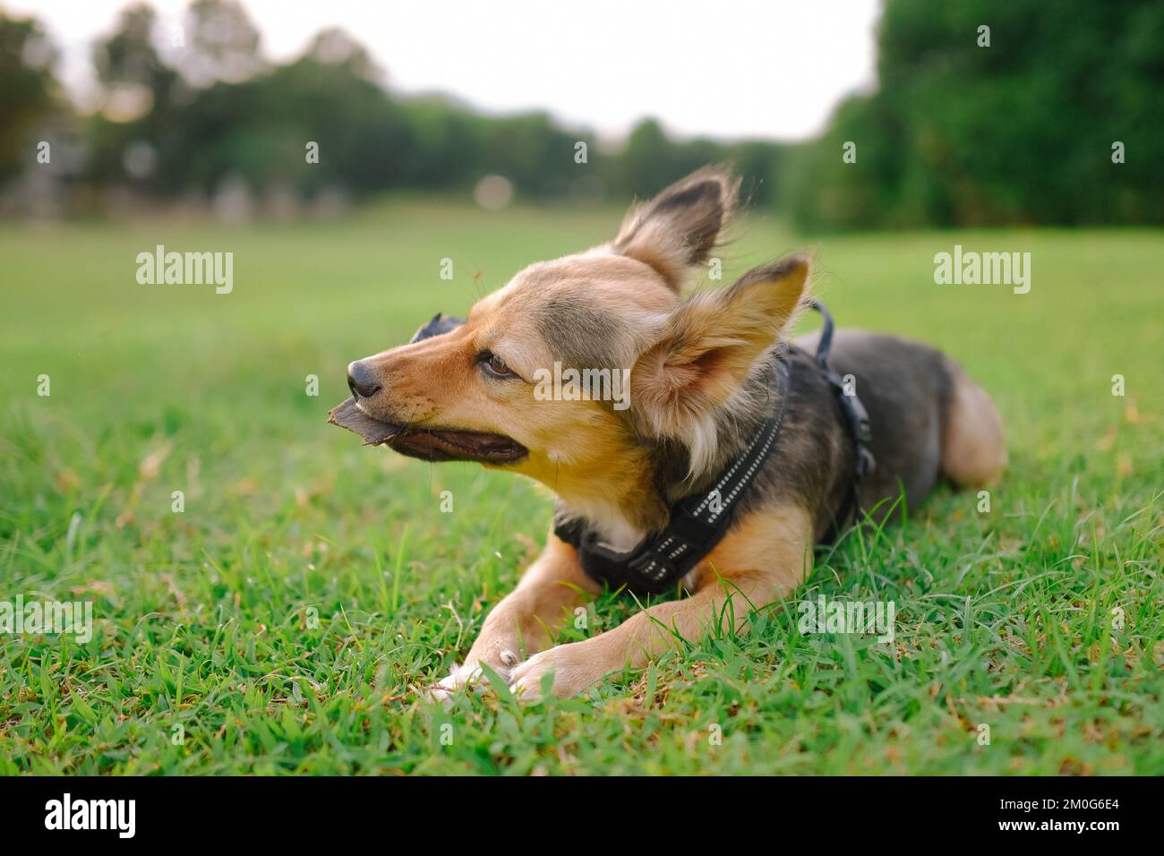 Multicolor tedesco Shepherd mix cane masticare sulla pianta all'aperto, orecchie soffici in su. Pelliccia animale nera, marrone e bianca. Gli animali domestici di medie dimensioni riposano sull'erba, in un parco. Foto Stock