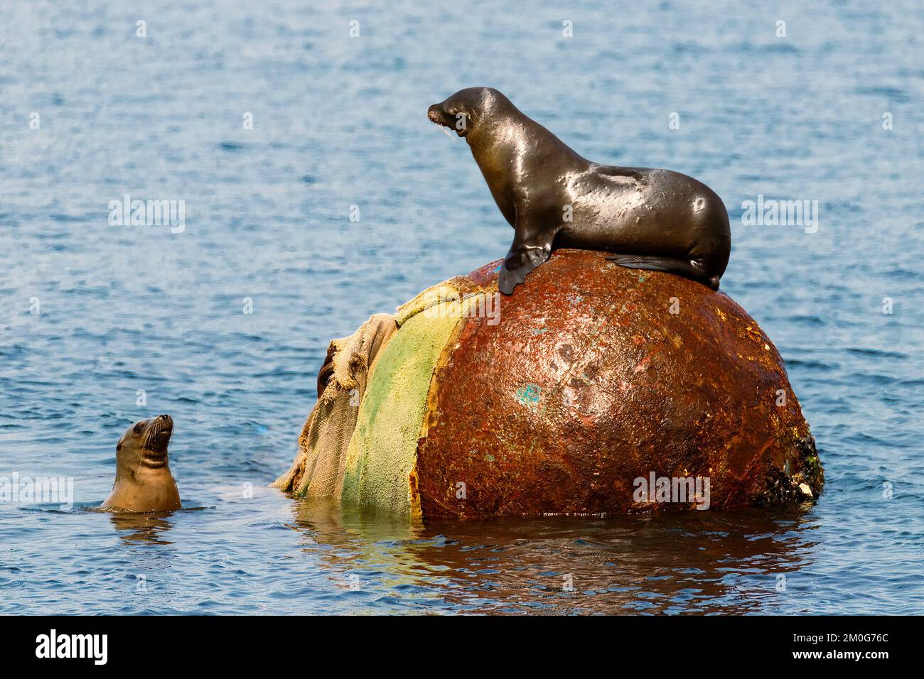 Due leoni marini della California (Zalophus californianus) in una disputa territoriale su una grande boa di ormeggio nel porto della California di Monterey. Foto Stock