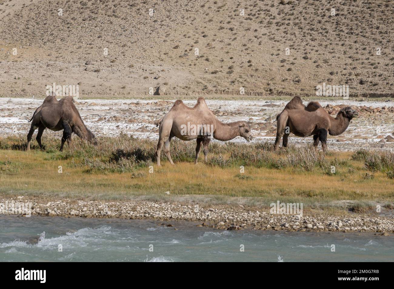 Tre cammelli bactriani sul lato afghano del fiume Pamir nel deserto ad alta quota tra il passo di Langar e Khargush, Gorno-Badakshan, Tagikistan Foto Stock