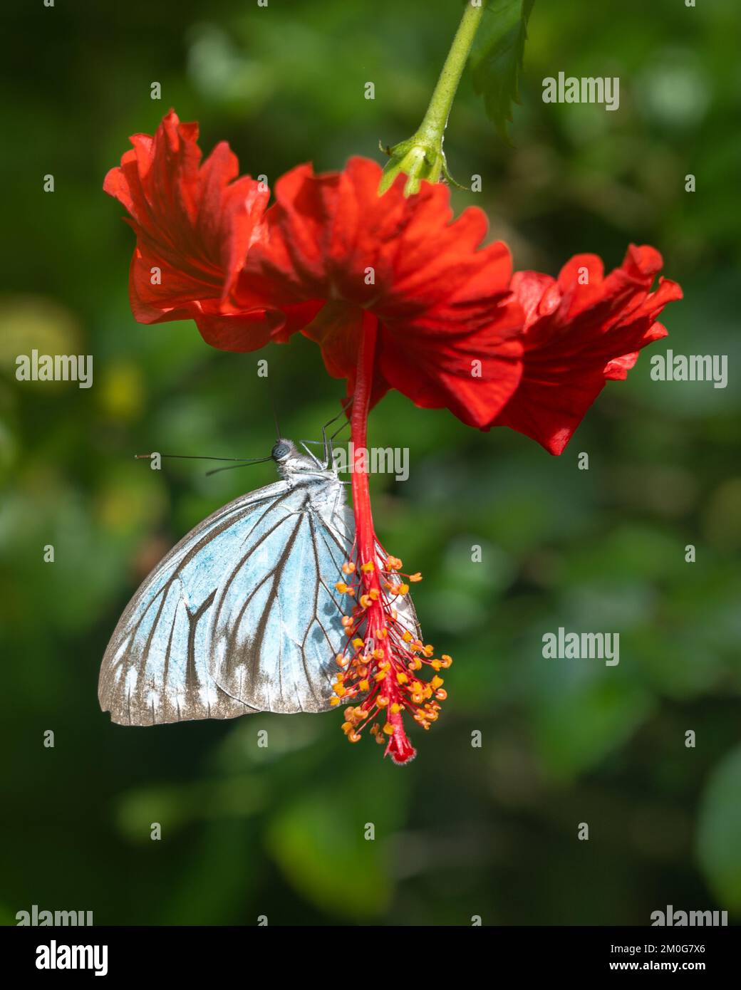 Vista in primo piano della pareronia blu valeria, aka comune vagabondo o malese vagabondo farfalla della famiglia pieridae su un fiore rosso hibiscus all'aperto Foto Stock