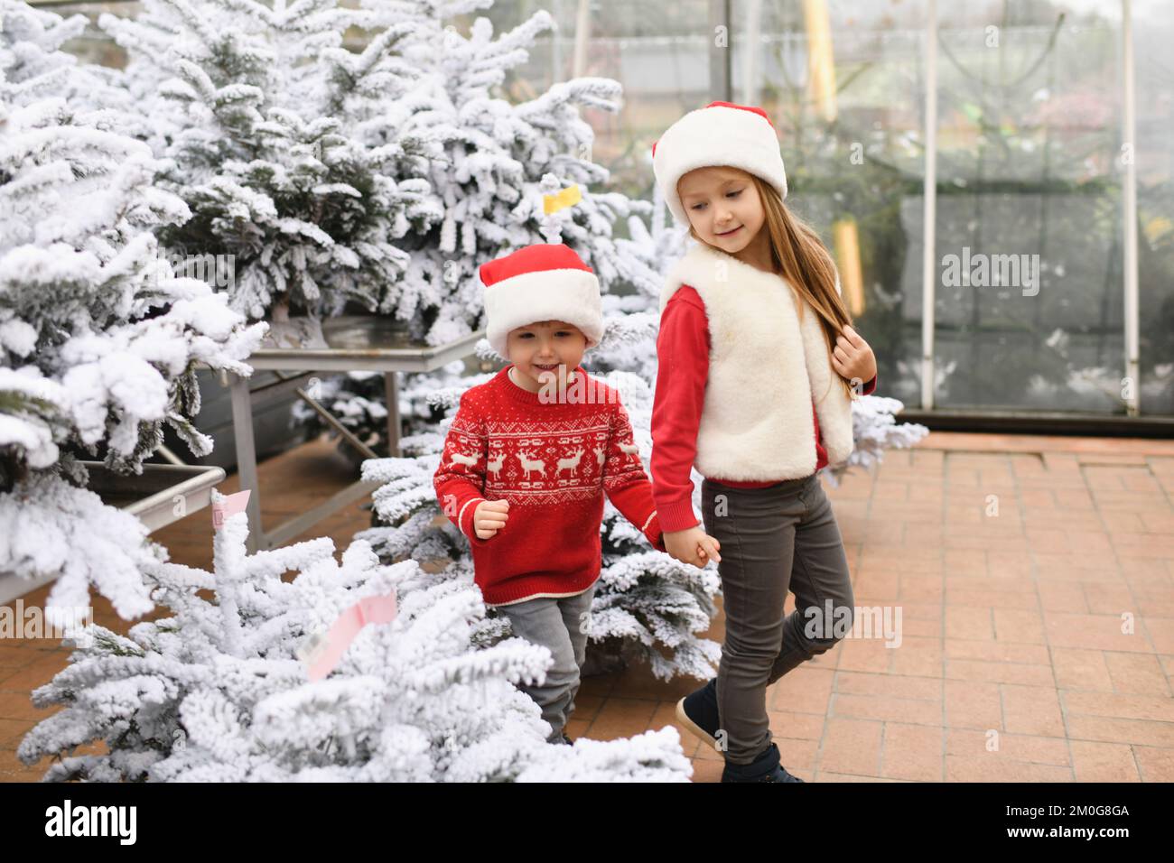 I bambini scelgono un albero di Natale in un negozio Foto Stock
