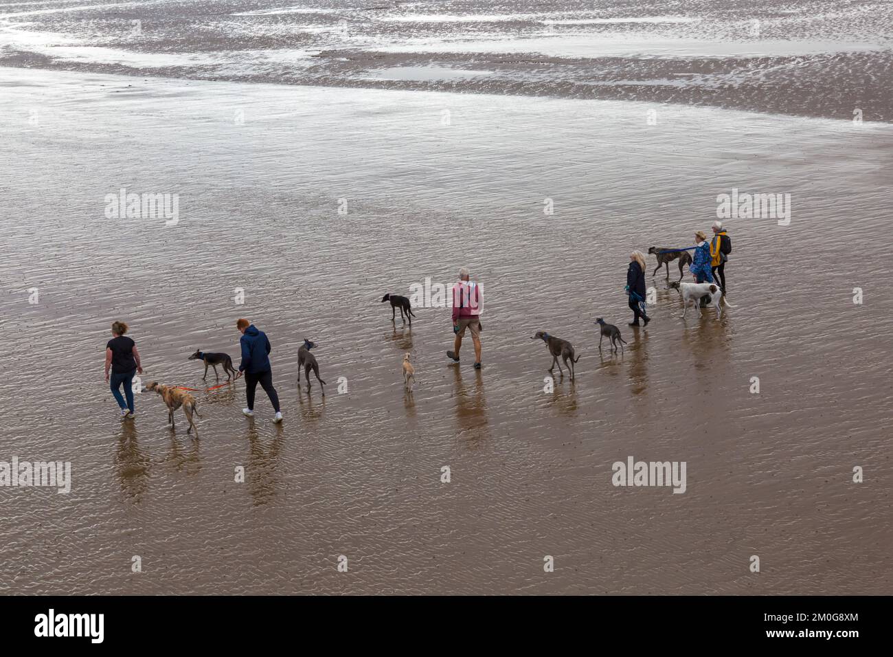 Dog walkers con cani a piedi lungo la spiaggia con bassa marea a Weston Super Mare, Somerset UK nel mese di ottobre Foto Stock