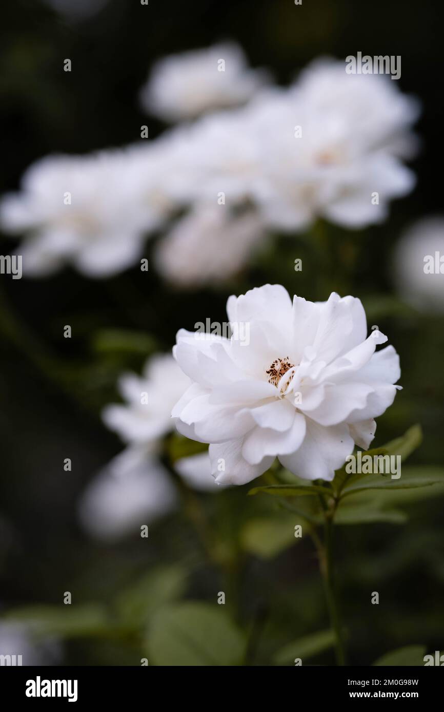 Una macro ripresa verticale di Camellia japonica fioritura nel verde Foto Stock