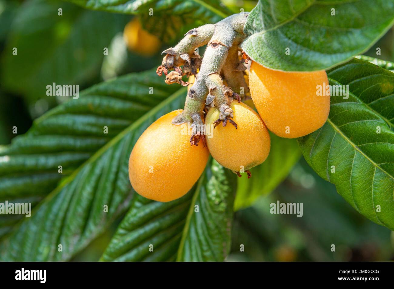 frutta di loquat, nese, italia Foto Stock