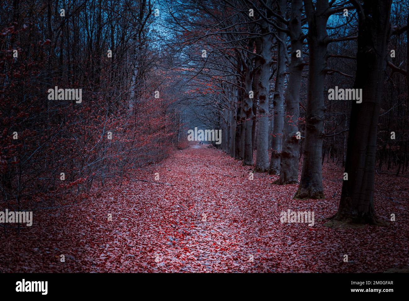 Passeggiate sul Pieterpad in provincia di Drenthe in inverno attraverso la foresta cupa con colori arancio-rosso autunno Foto Stock