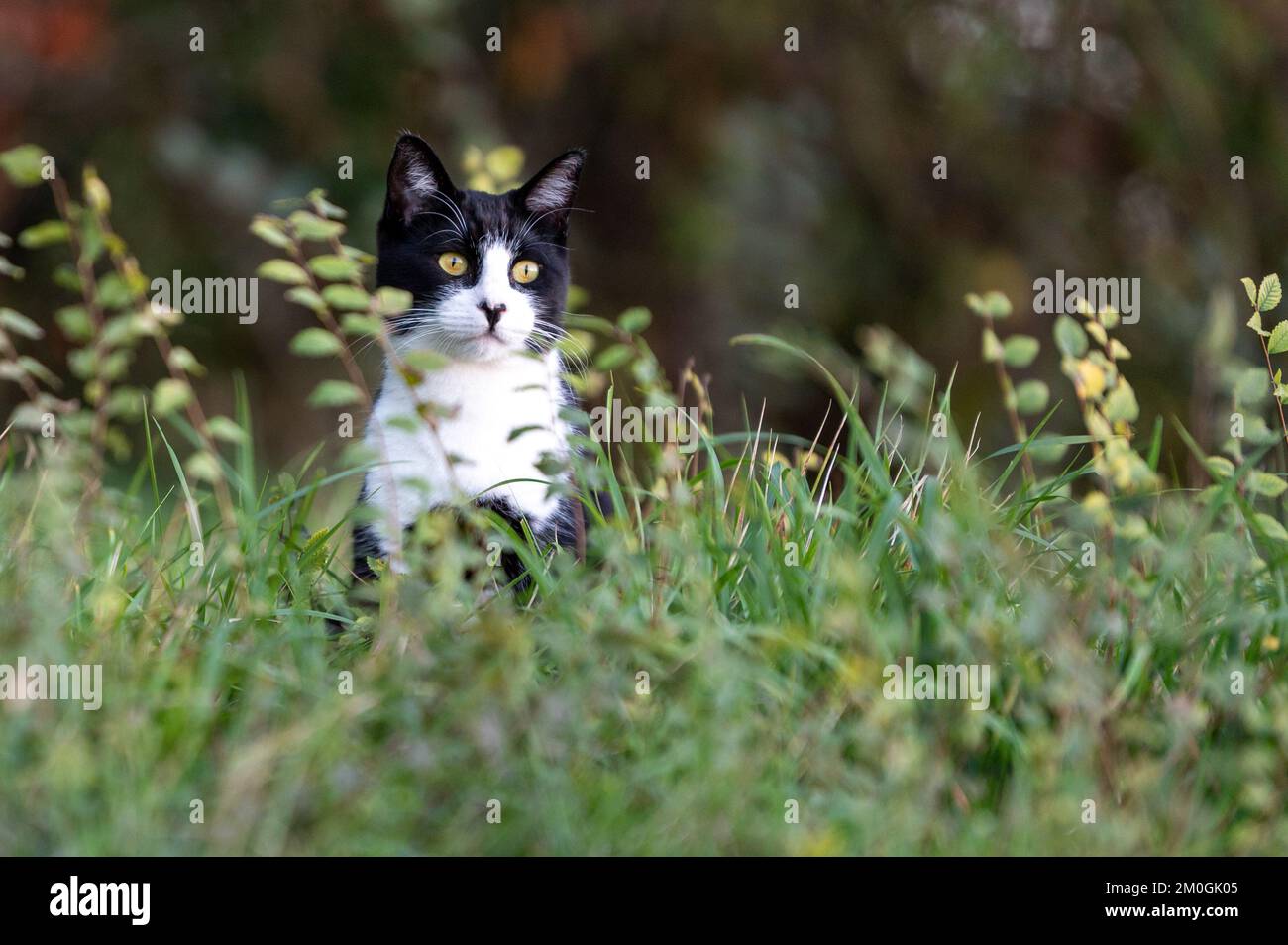 bellissimo gatto bianco e nero nel giardino. occhi gialli gatto. Foto Stock
