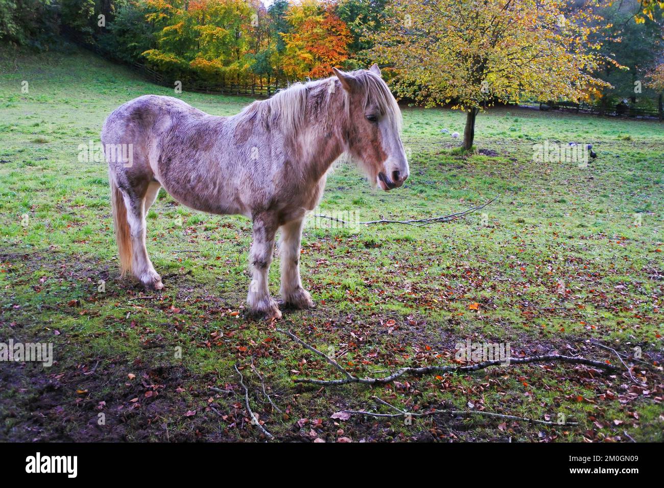 Cavallo solitario in piedi in un paddock autunnale, Dorset, UK - John Gollop Foto Stock