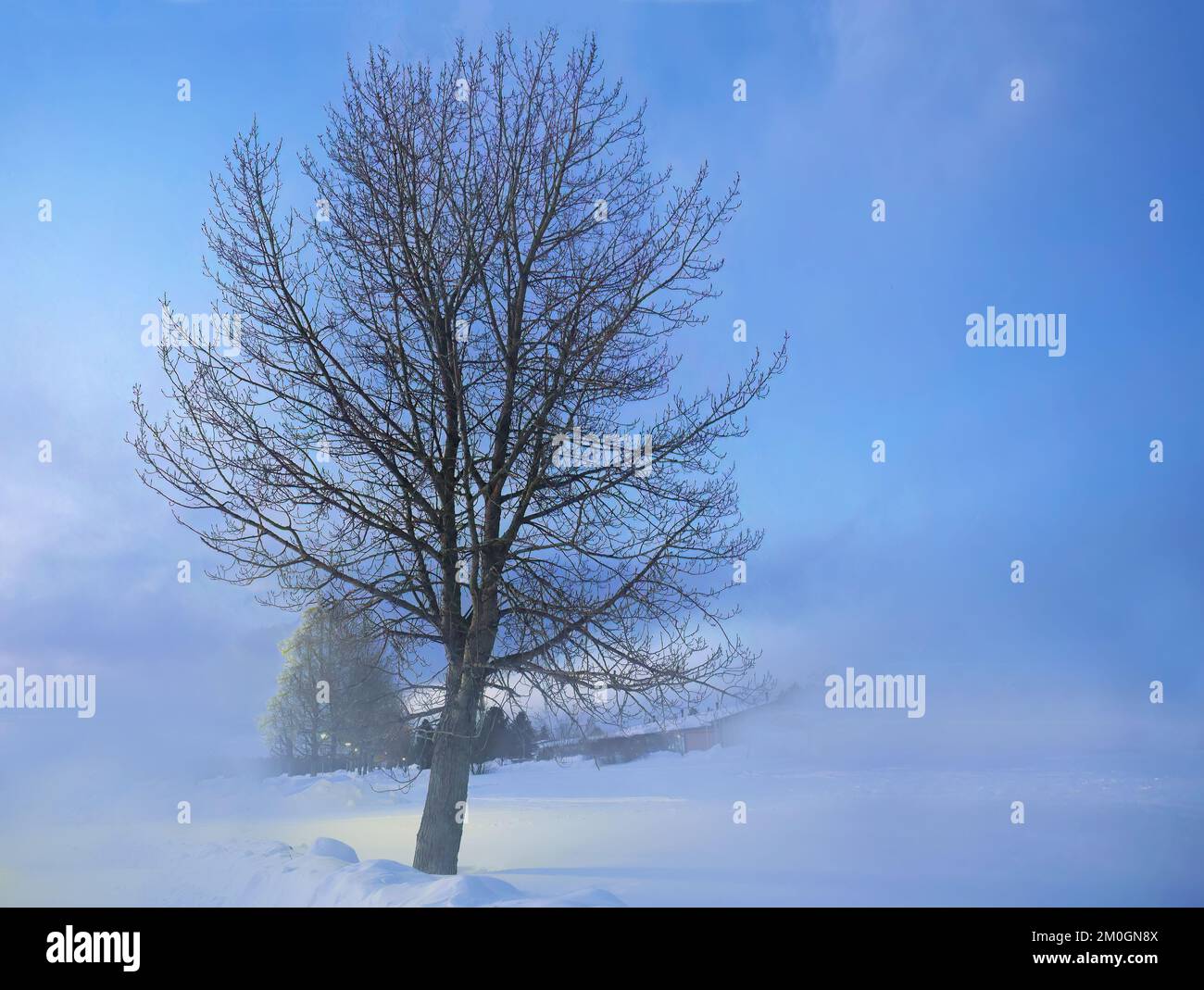 Bello di albero naturale senza foglie ma rami secchi in giornate di freddo nella stagione invernale. Copertura di neve, scenario di ambiente bianco all'aperto, bl Foto Stock