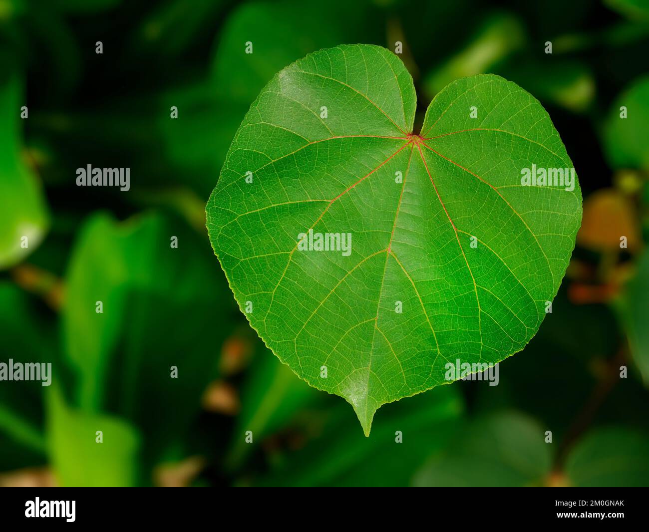 Primo piano foglie verdi bellezza naturale forma rotonda, natura sfondo sfondo sfondo sfondo Foto Stock