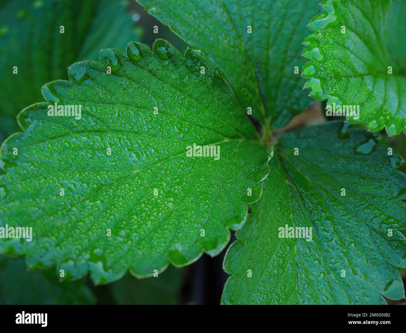 Primo piano foglie verdi bellezza forma naturale, natura sfondo sfondo sfondo sfondo Foto Stock