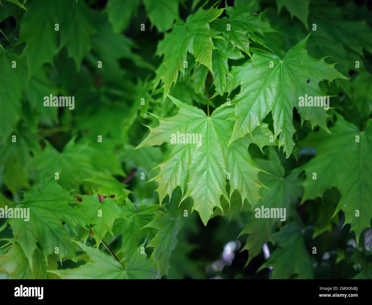 Primo piano foglie verdi, fuoco selettivo con sfondo sfocato, bellezza forma naturale, sfondo naturale, acero Foto Stock