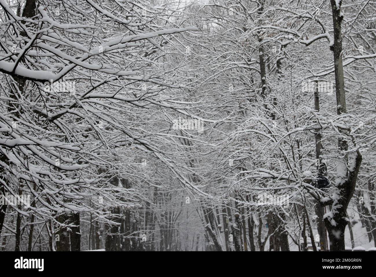 Rami d'albero coperti di snow.on una giornata invernale Foto Stock