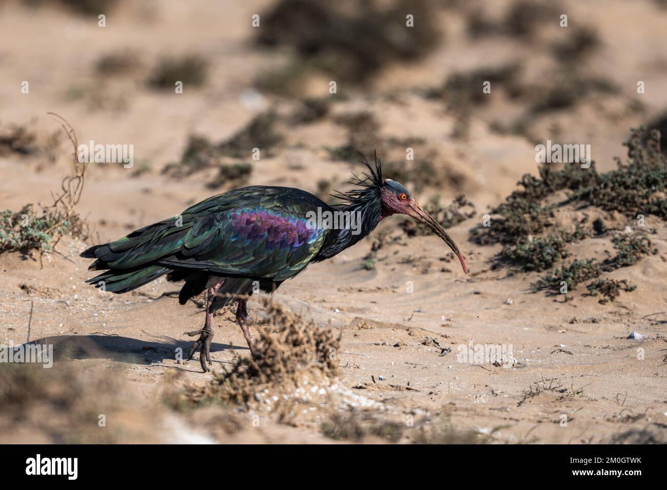 Northern Bald Ibis, Geronticus eremita, Parco Nazionale Souss-massa, Marocco. Foto Stock