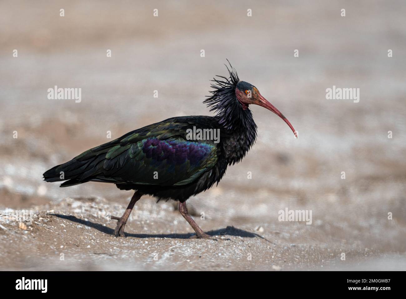 Northern Bald Ibis, Geronticus eremita, Parco Nazionale Souss-massa, Marocco. Foto Stock